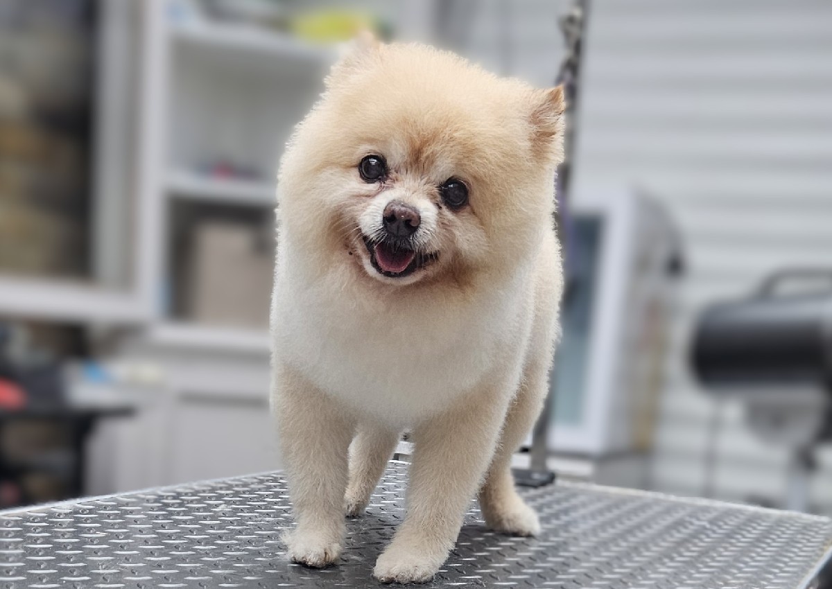 Full Groom - Small - Curly, Double, Mixed Coat (1/2)