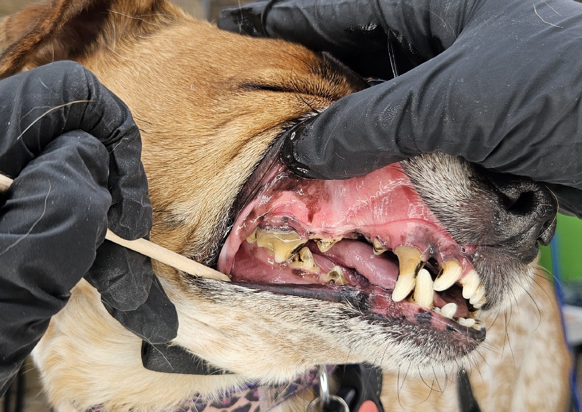 Dental Maintenance (3/5)