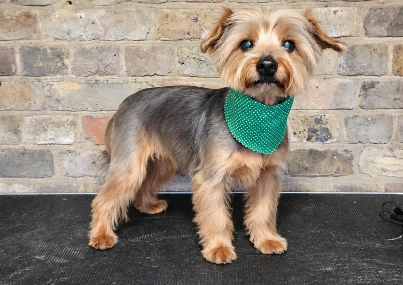 Full Groom - Toy - Single, Smooth, Silky & Drop Coat