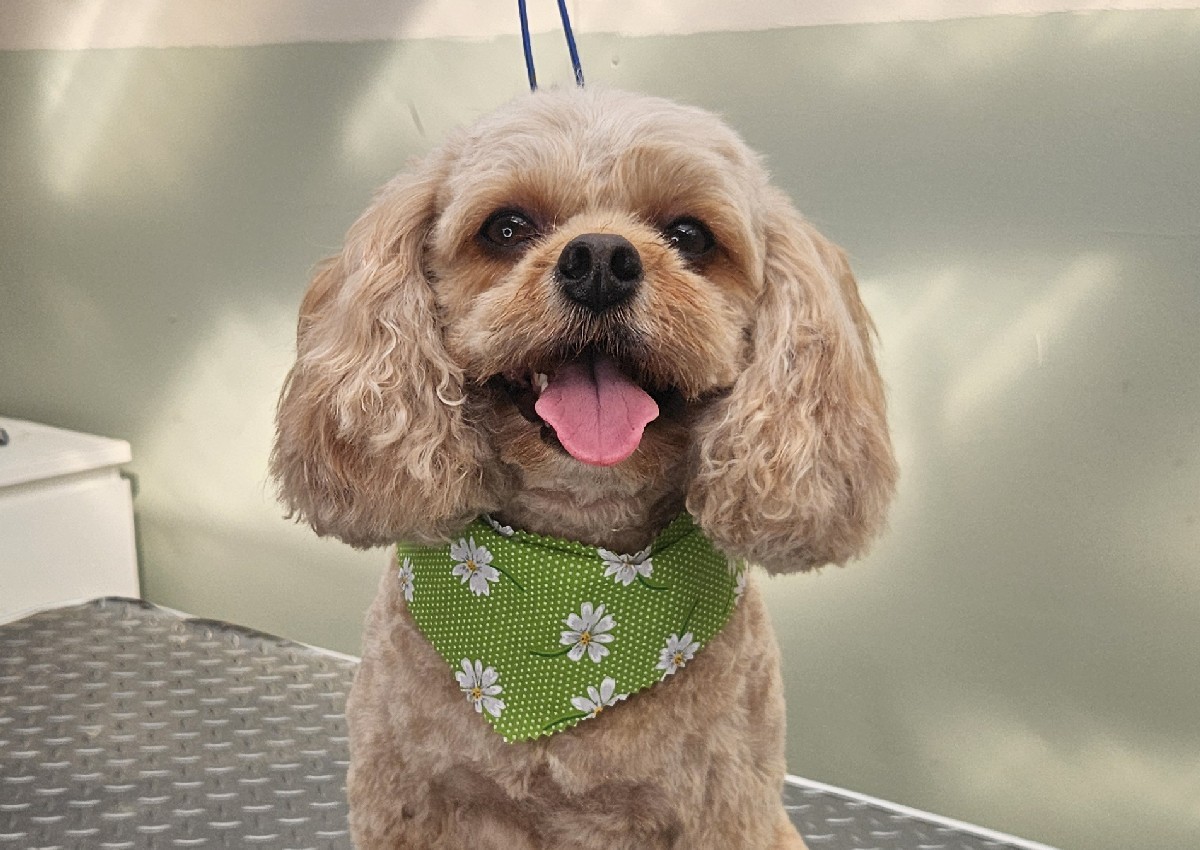 Full Groom - Medium - Curly, Double, Mixed Coat (2/4)