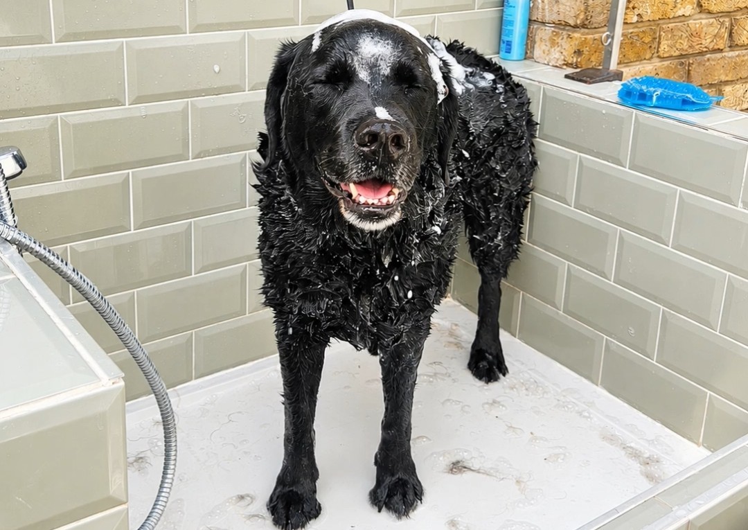 Puppy Groom - Mediun/Large