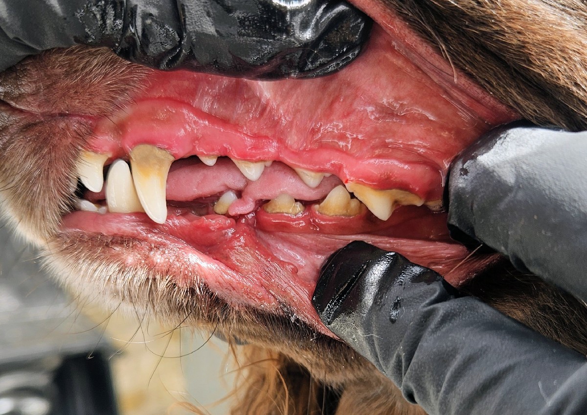 Dental Maintenance (1/5)