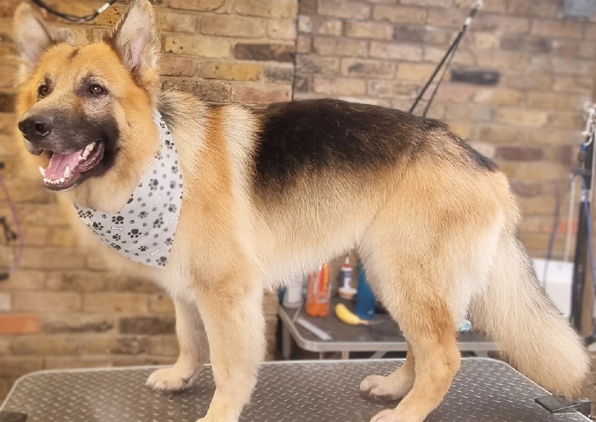 Full Groom - Large - Curly, Double & Mixed Coat