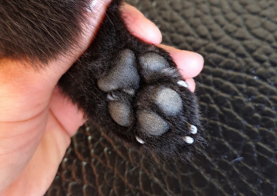 Pawdicure (1/3)