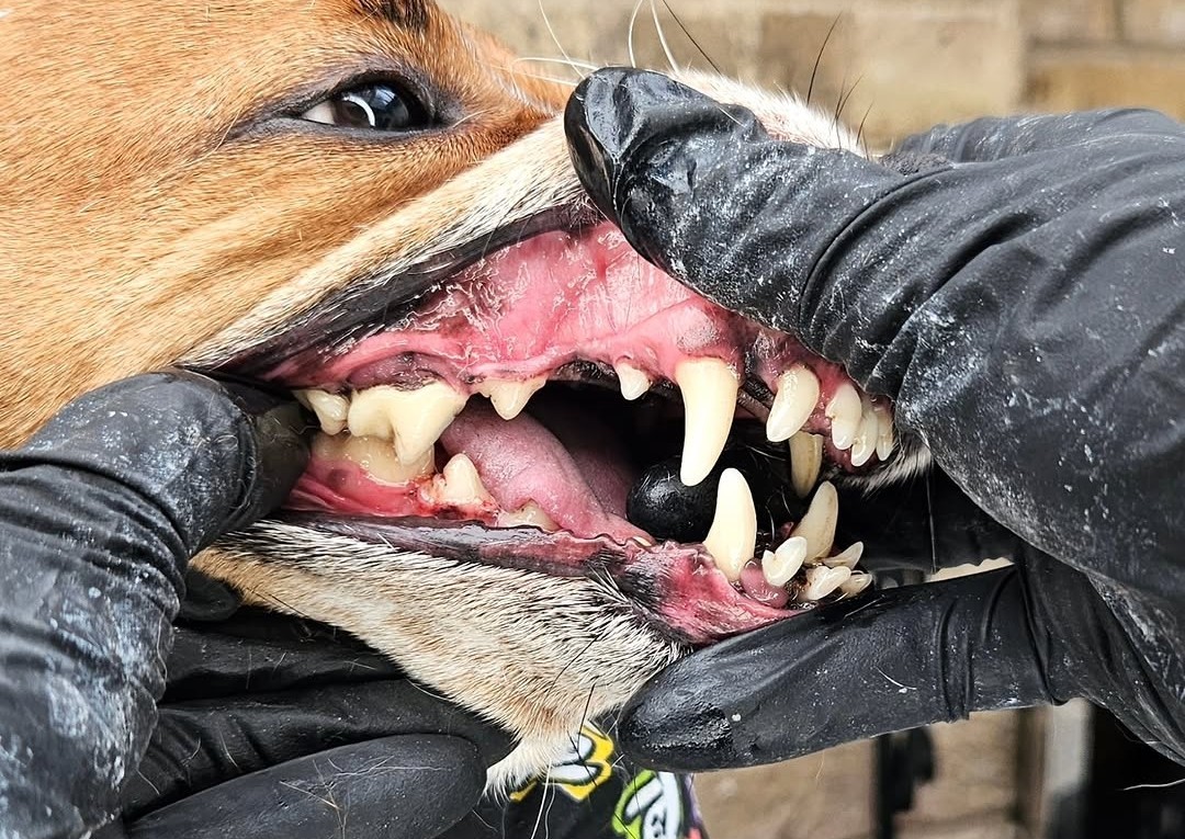Dental Maintenance (4/5)