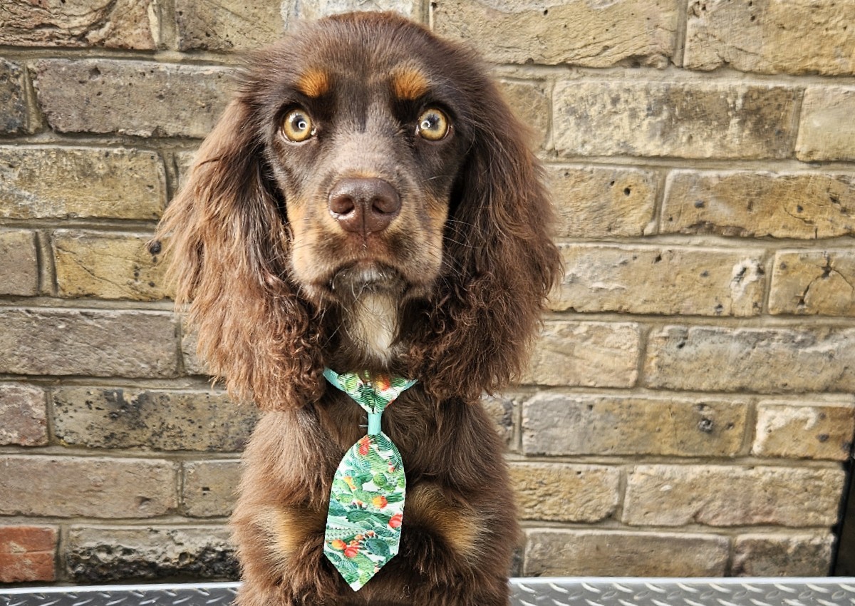 Full Groom - Medium - Single, Smooth, Silky & Drop Coat (1/2)