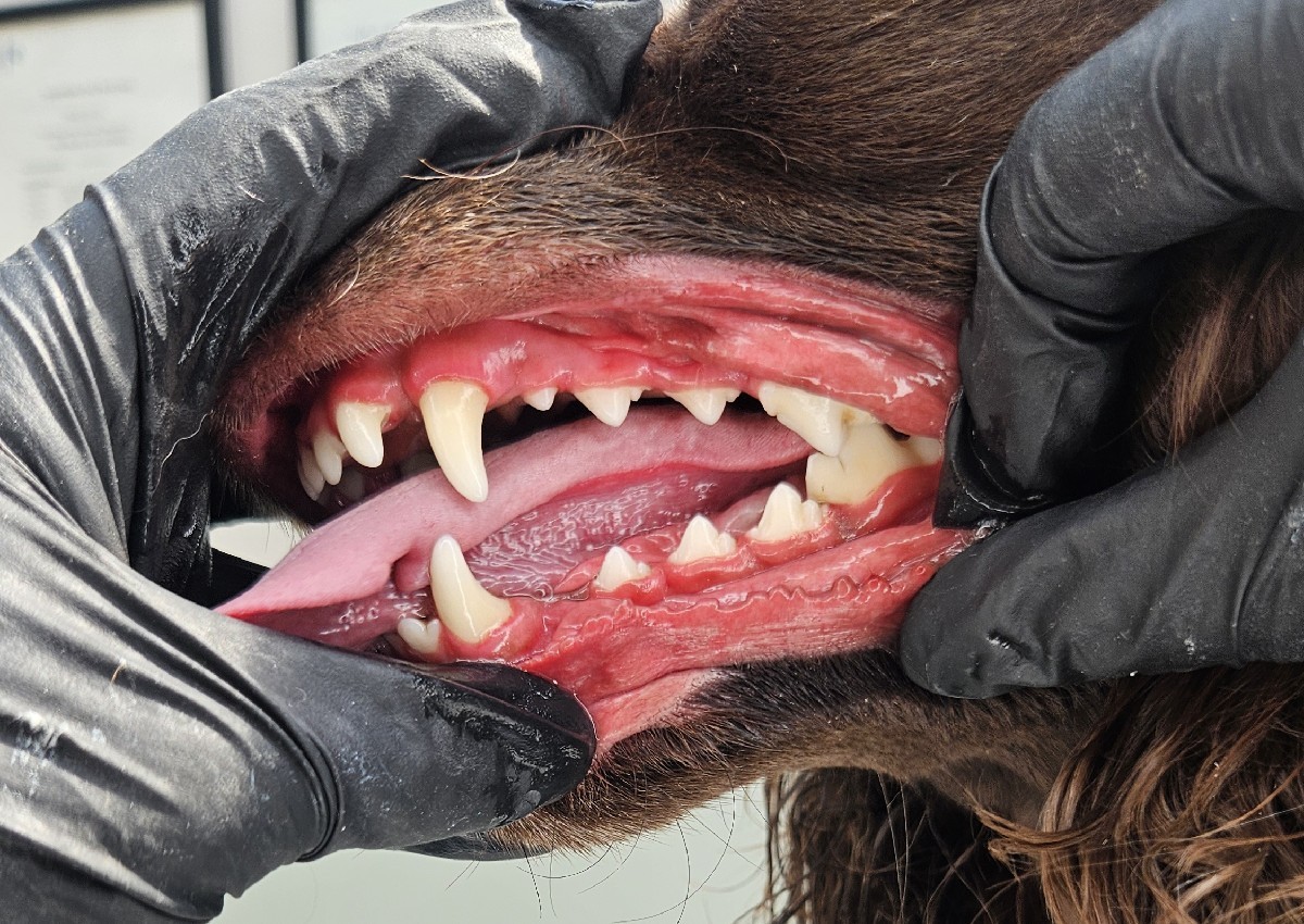 Dental Maintenance (2/5)