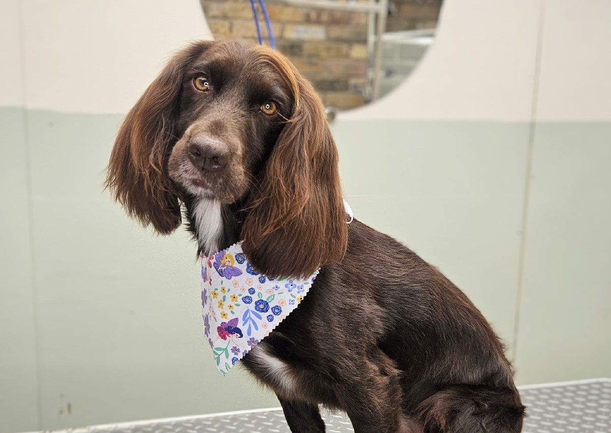 Full Groom - Medium - Curly, Double, Mixed Coat (3/4)