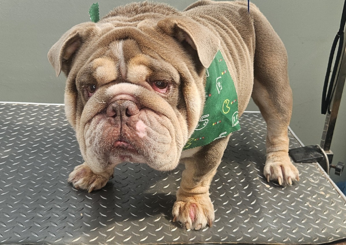 Full Groom - Medium - Curly, Double, Mixed Coat (4/4)