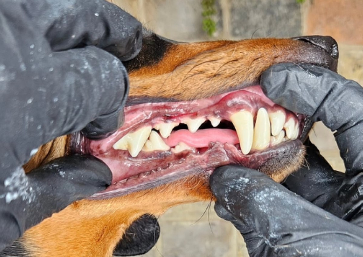 Dental Consultation (2/3)