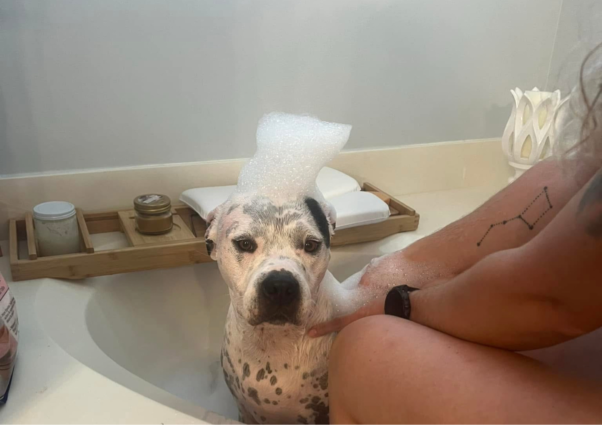 Dog Bath Add-on 🧼