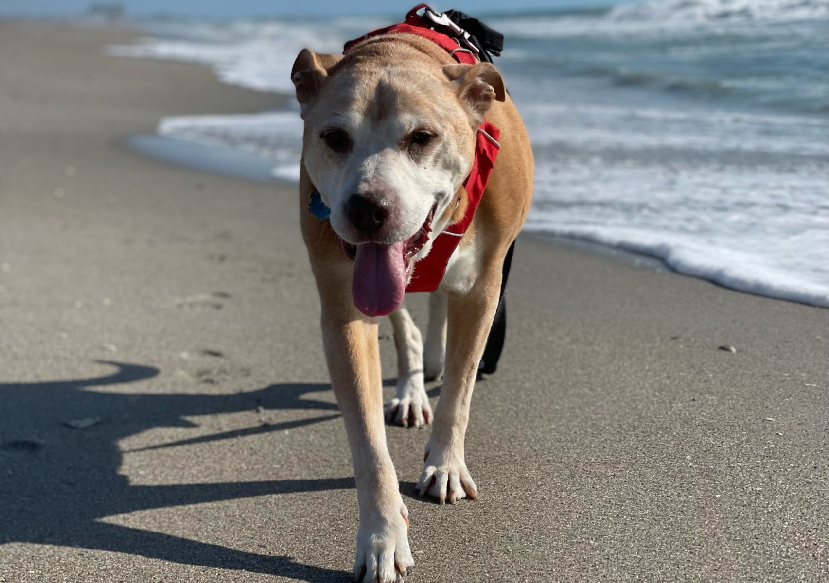 Homemade dog treats! 
Peanut Butter Pumpkin with Cinnamon 🎃🥜