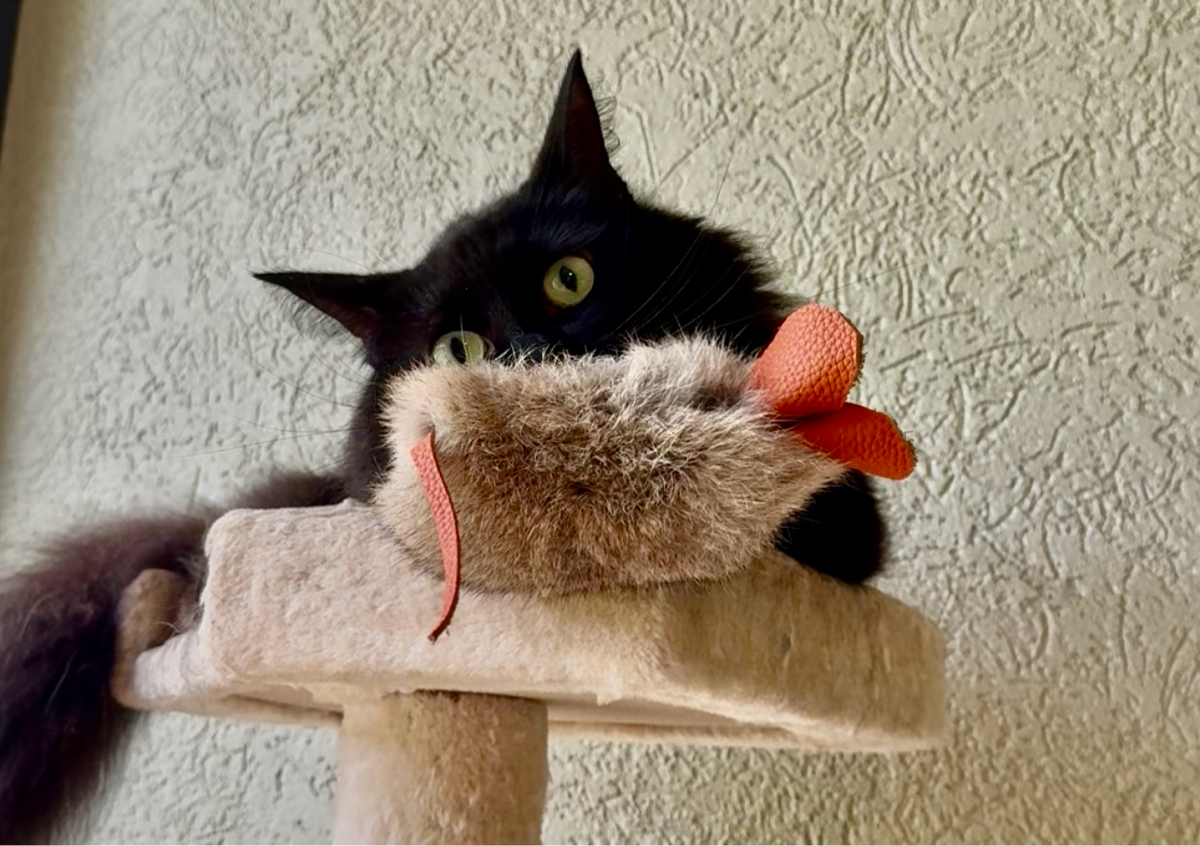 Handcrafted Rabbit Hide Cat Toys 🐇