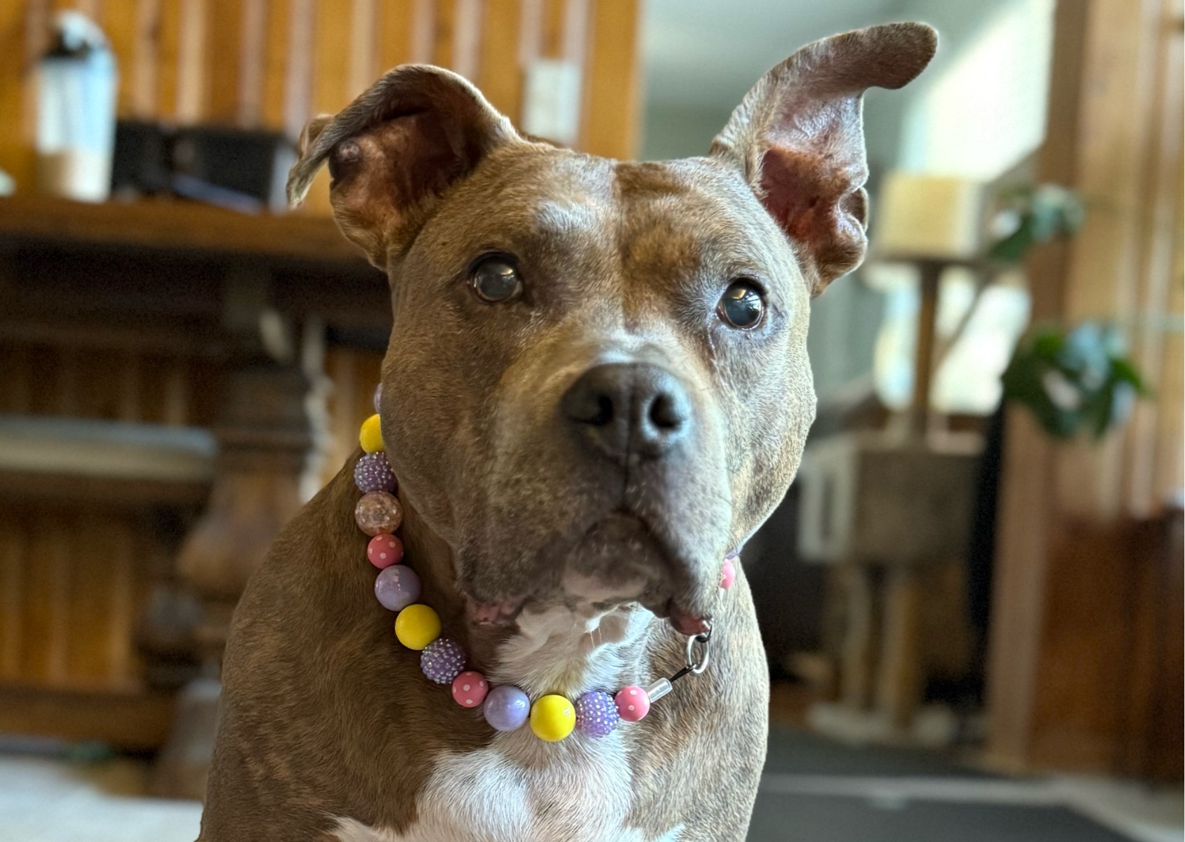 Custom made beaded dog collar!