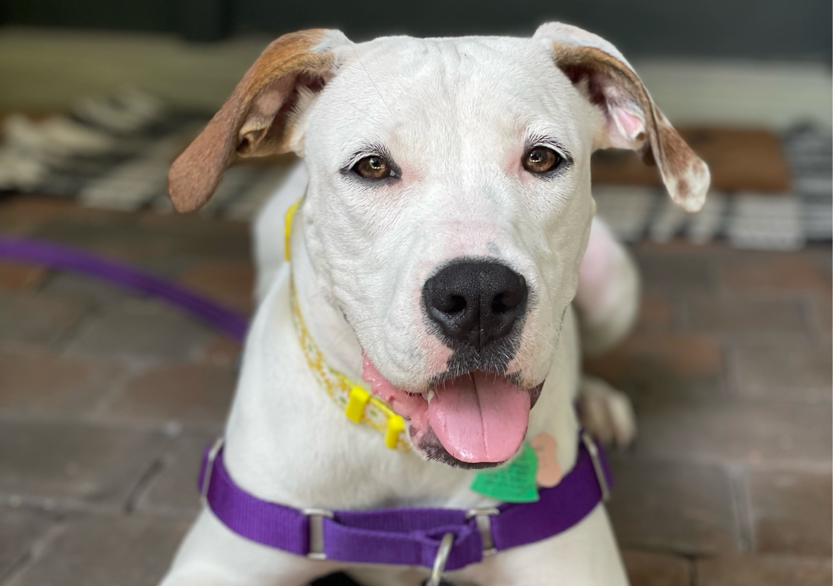 Boarding/Daycare Pickup & Drop off