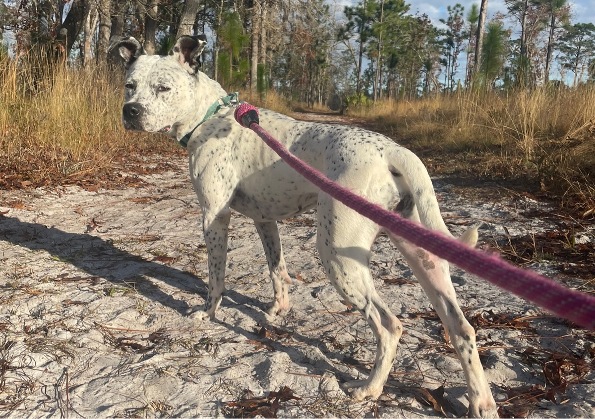 Trail Hike/Run Add-on