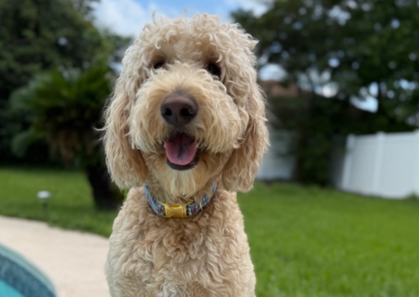 30 min Drop-in & Walk