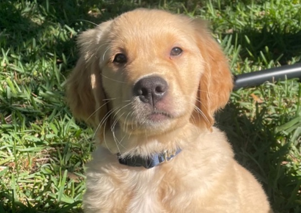 Puppy Drop-In & Walk