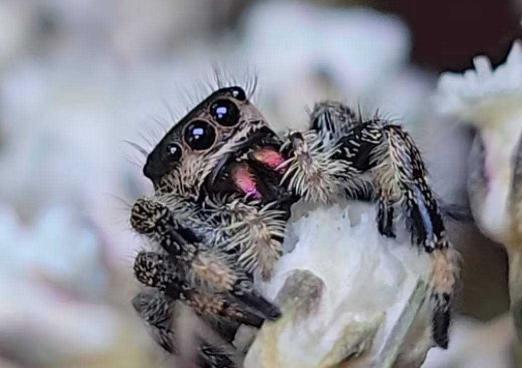 Exotic & Small Pet🕷️🦜🐍