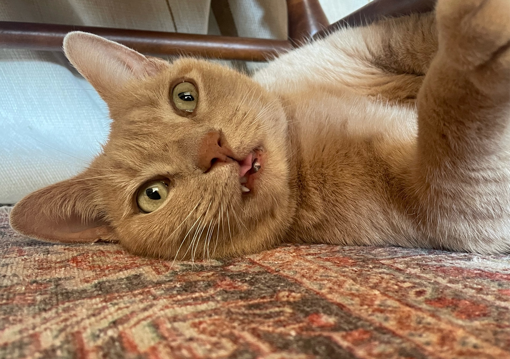 Outdoor Kitty Drop-in