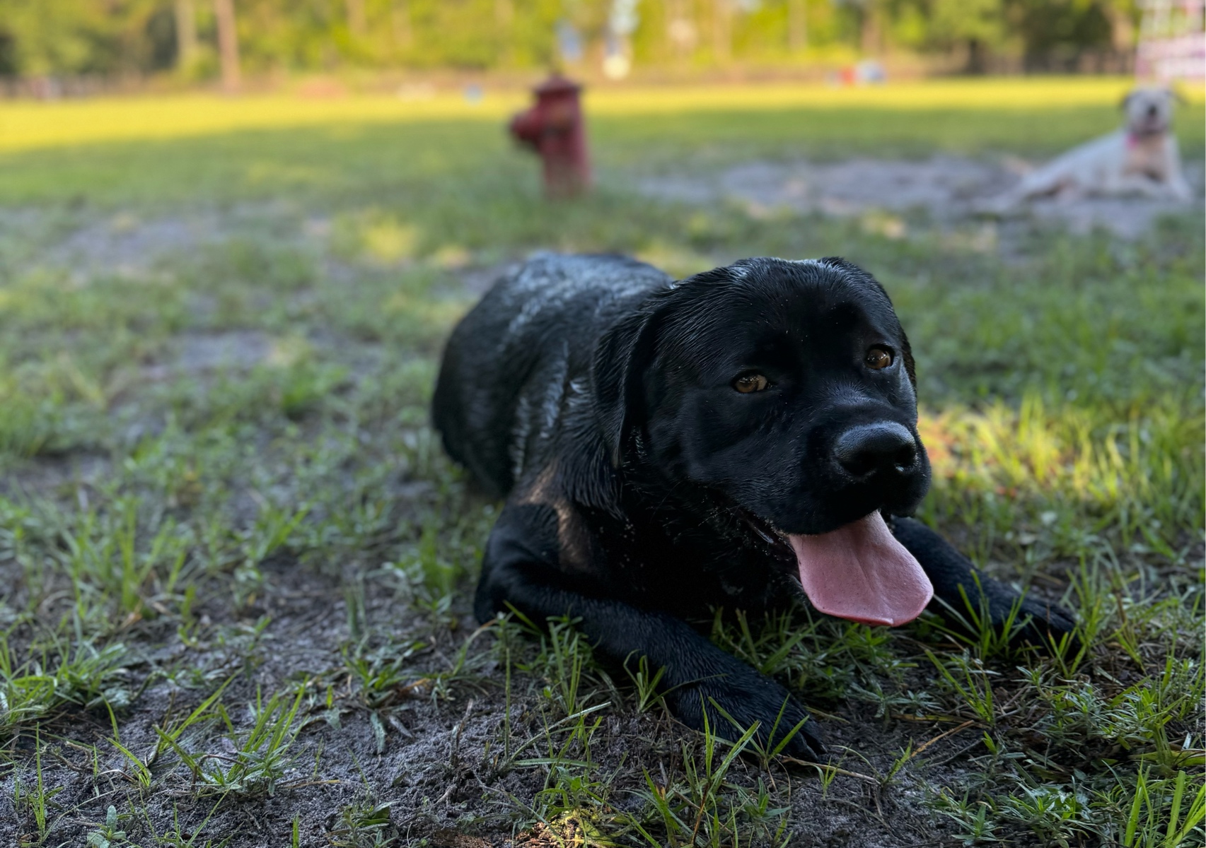 Sniff Spot Adventure