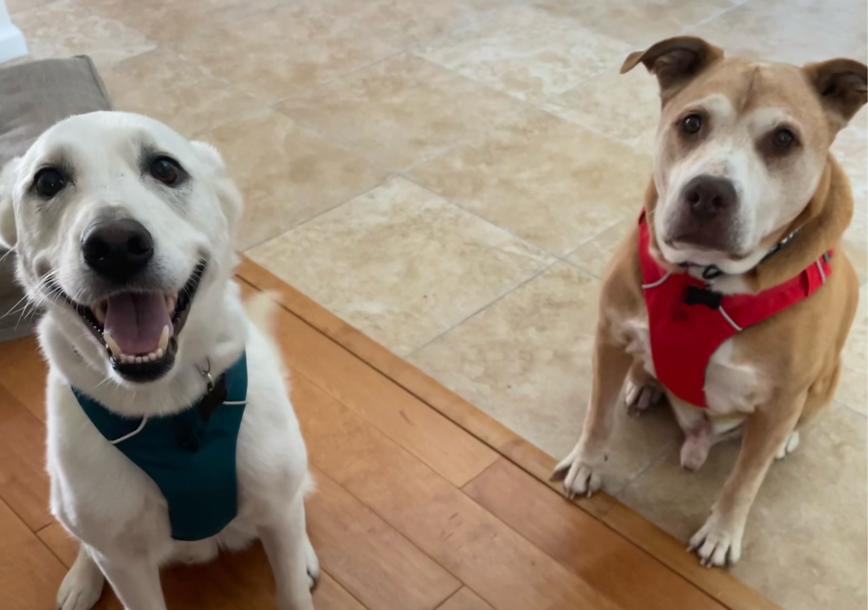 Special Needs Pet Care 💜