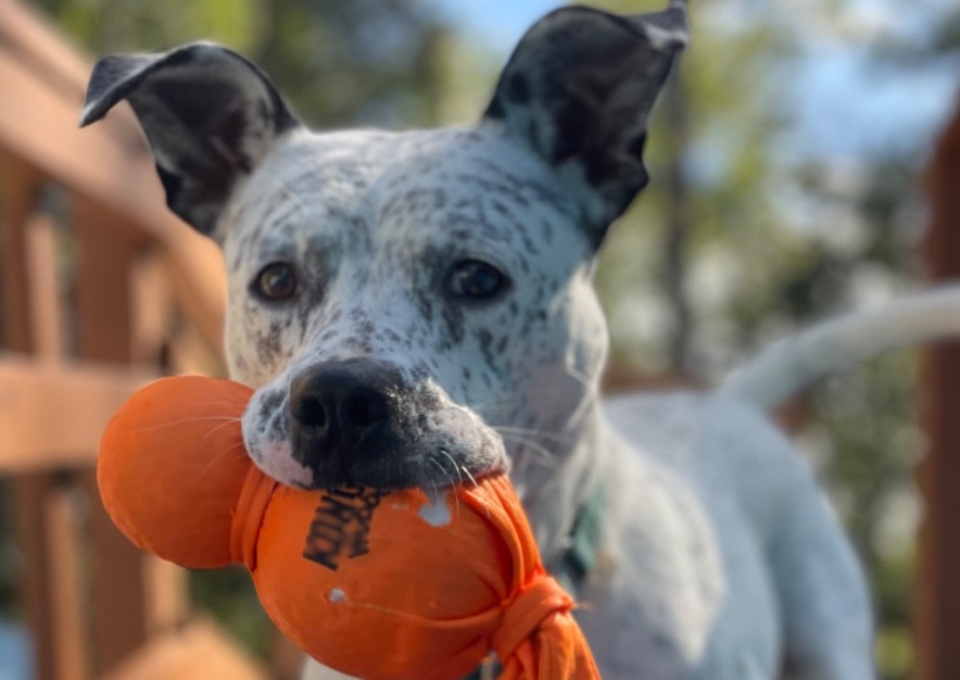 2 Hour Drop-in & Walk