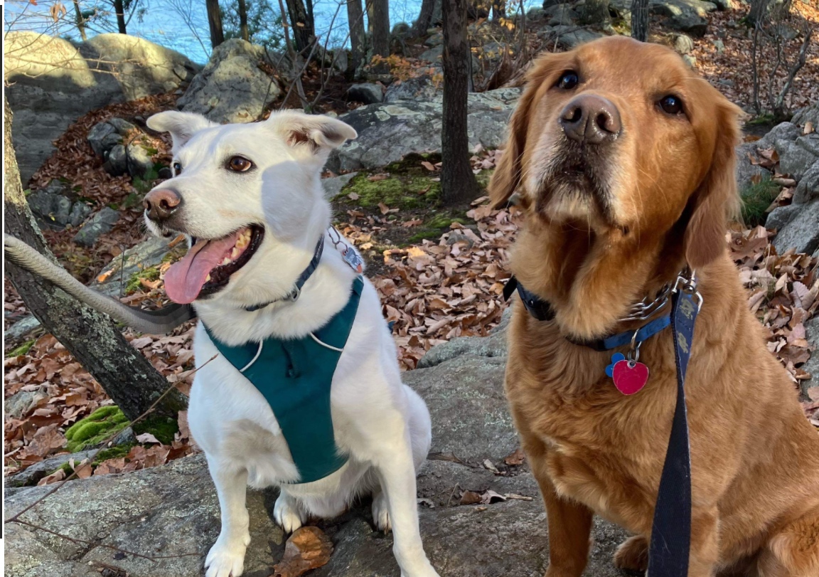 60 min Drop-in & Walk