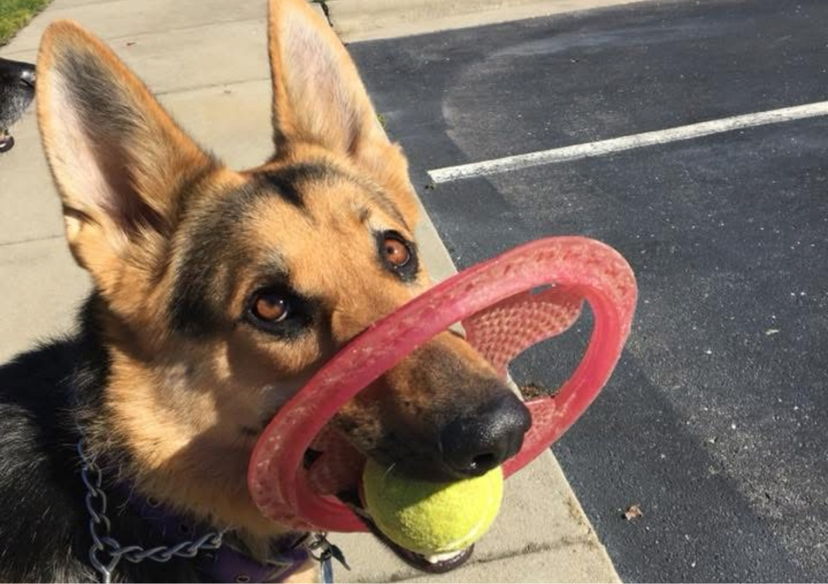 Day+Overnight Pet Care