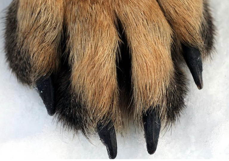 Nail trim ONLY—Tuesday & Thursdays only 4-5pm