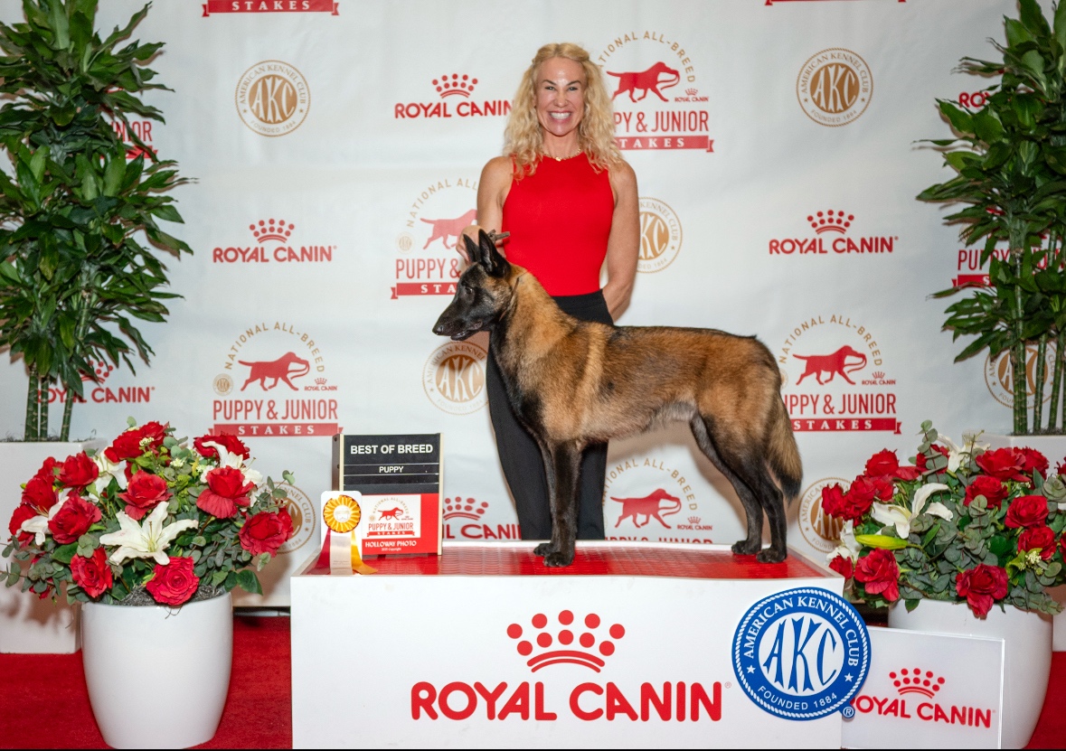 Grooming - CUSTOM - whatever you require ⭐️consultation& drop off time.