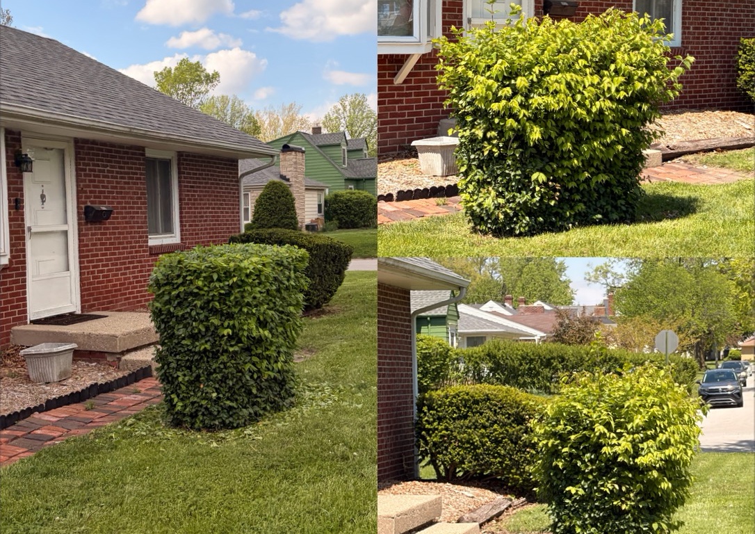 Bush/Shrub  trimming  (5/5)