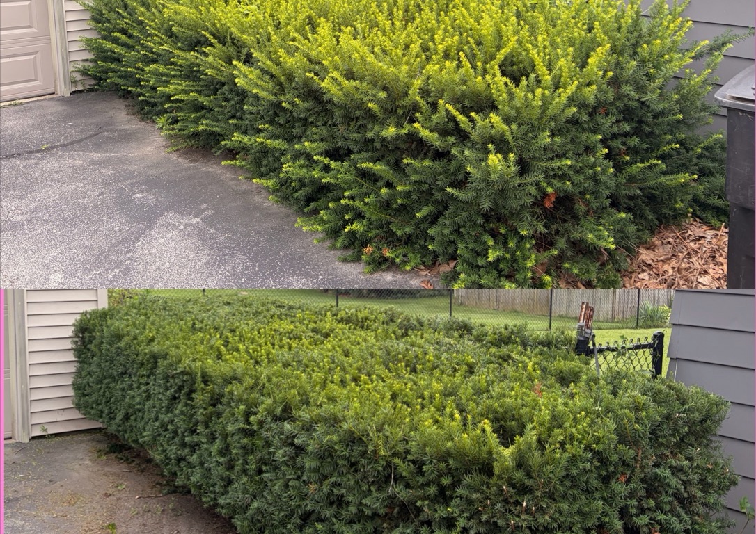 Bush/Shrub  trimming  (1/5)