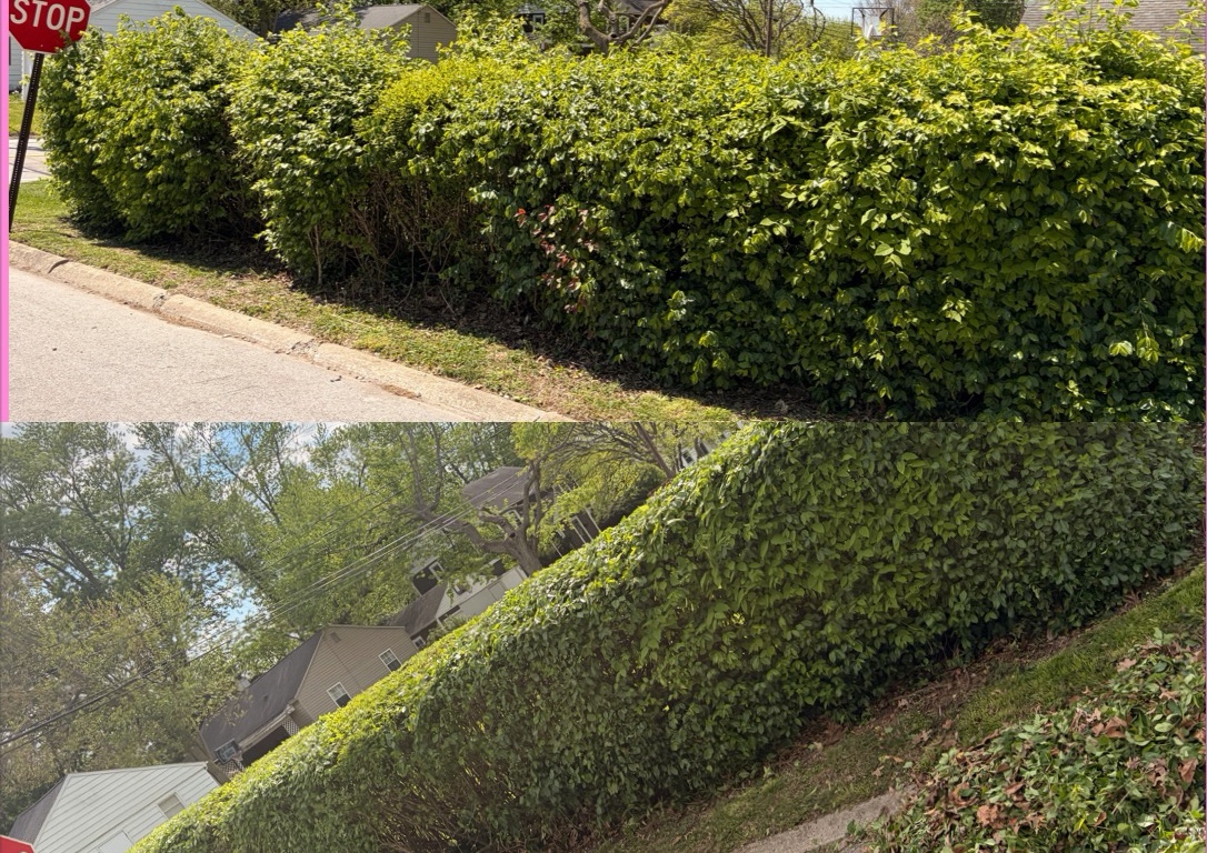 Bush/Shrub  trimming  (4/5)