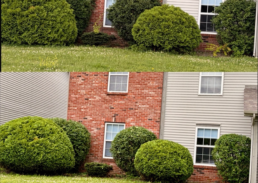 Bush/Shrub  trimming  (2/5)