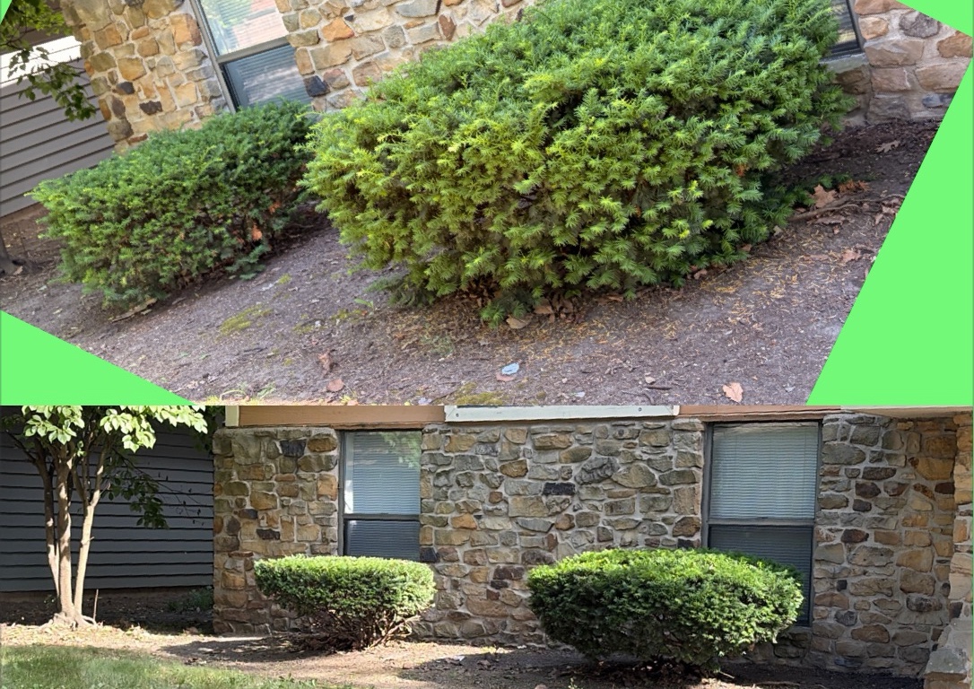 Bush/Shrub  trimming  (3/5)