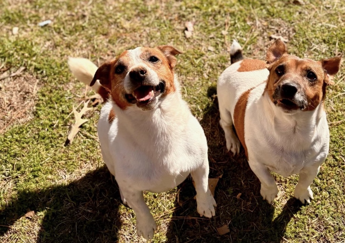 2 dogs shairing kennel under 25lbs (price based on larger dog)