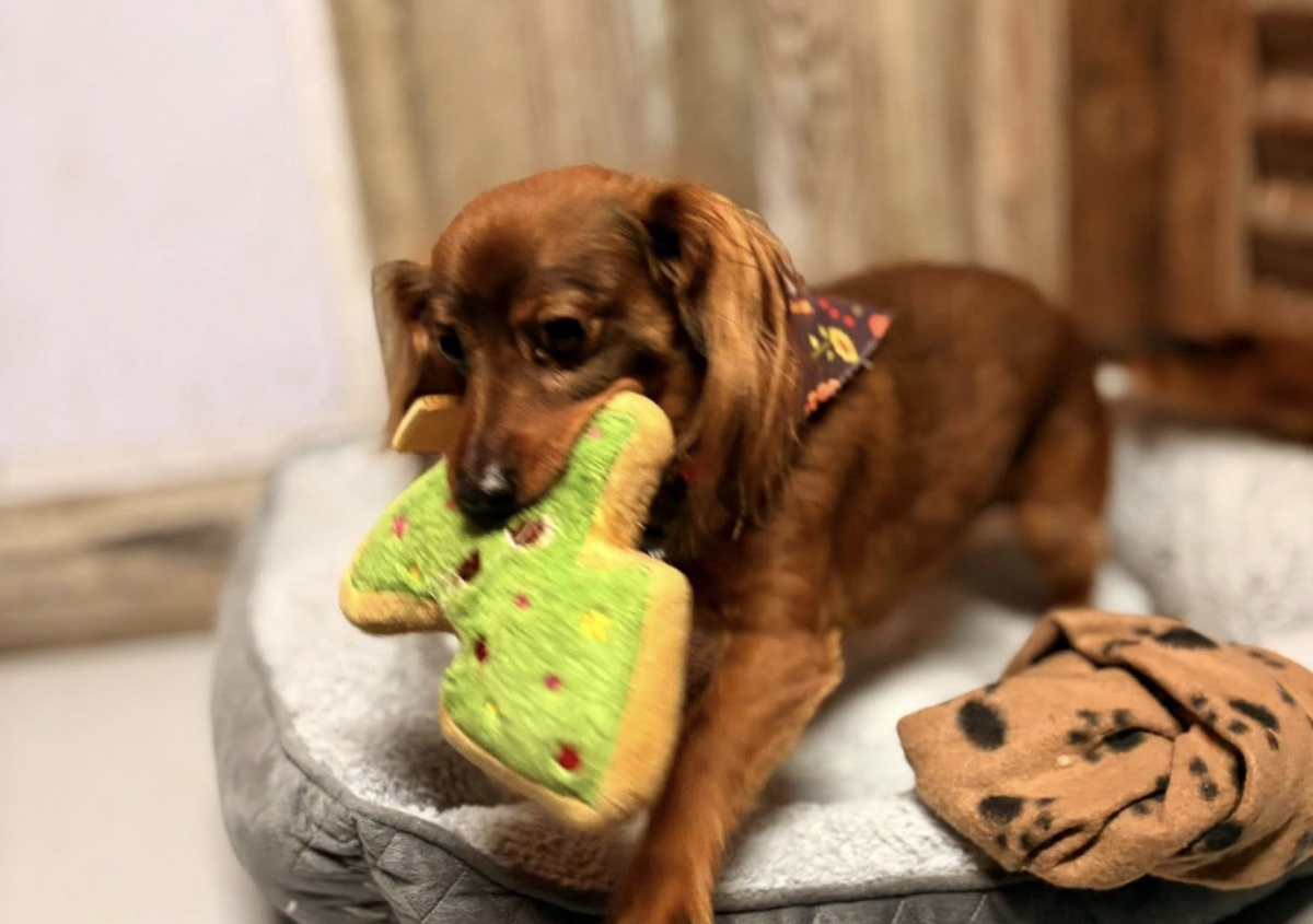 Boarding under 25lbs