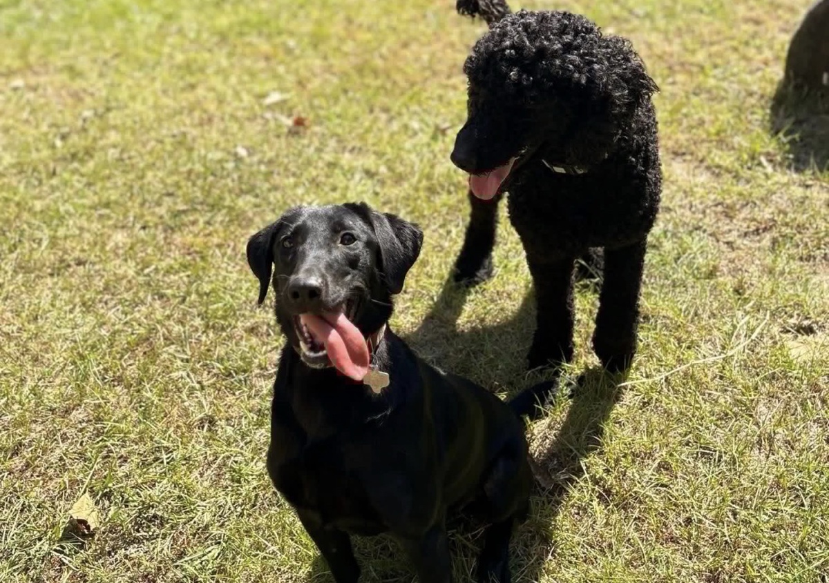2 dogs shairing over 50lbs (based off larger dog)