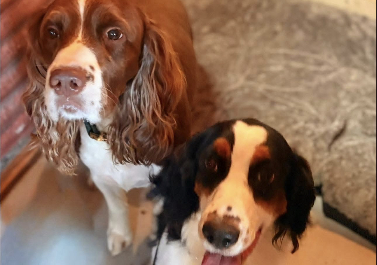 2dogs shairing 25-50lbs ( based off larger dog)