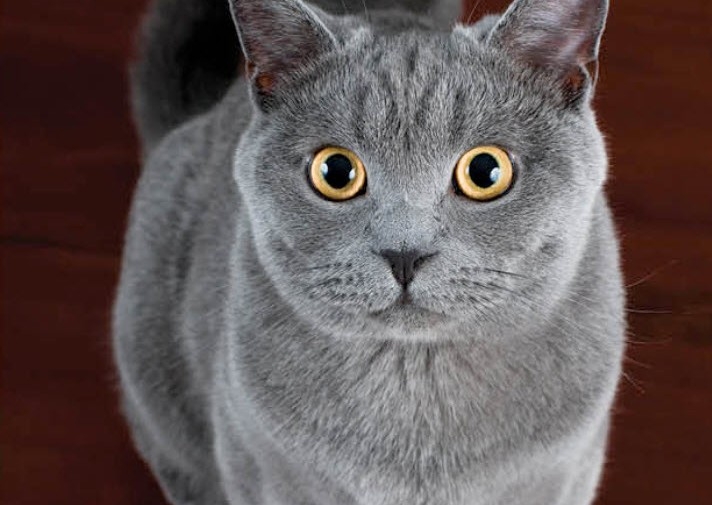 Full Grooming (Includes Nail Trim, Bath, Dry, Brush, and Ears (short hair)