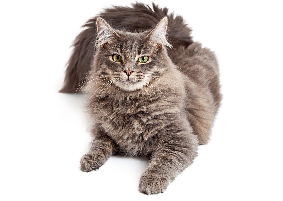 Full Grooming (Includes Nail Trim, Bath, Dry, Brush, and Ears (medium hair)