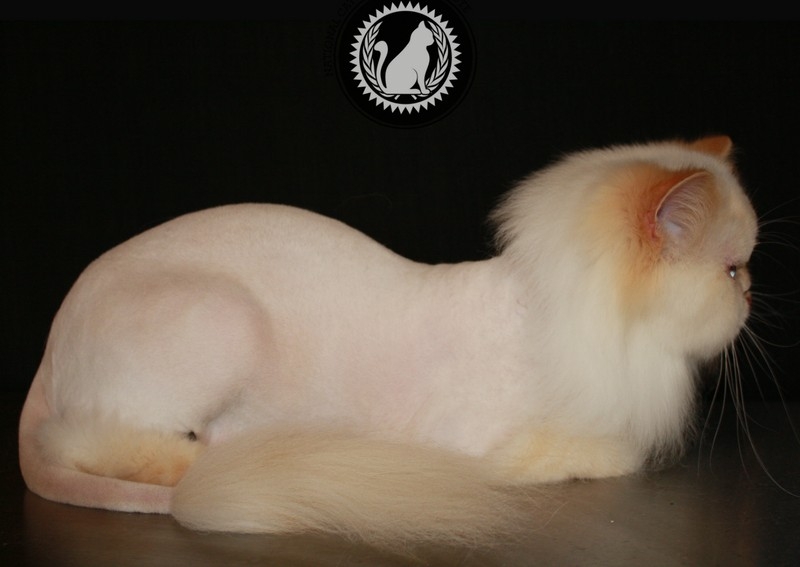 Lion Cut Or Plush Cut with Full Grooming 