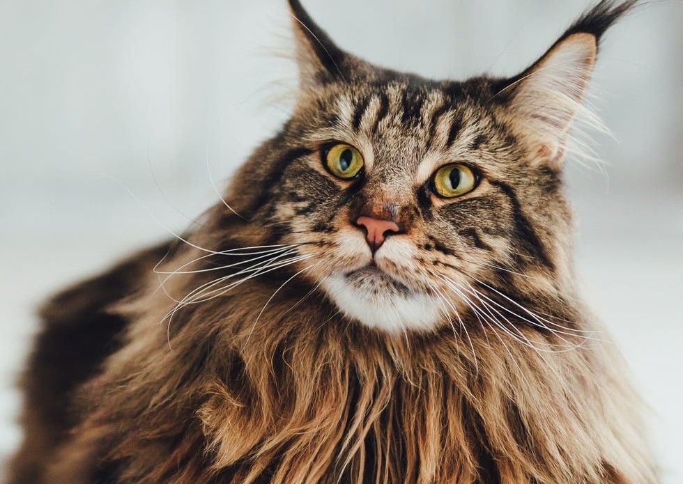 Full Grooming (Includes Nail Trim, Bath, Dry, Brush, and Ears (long hair)