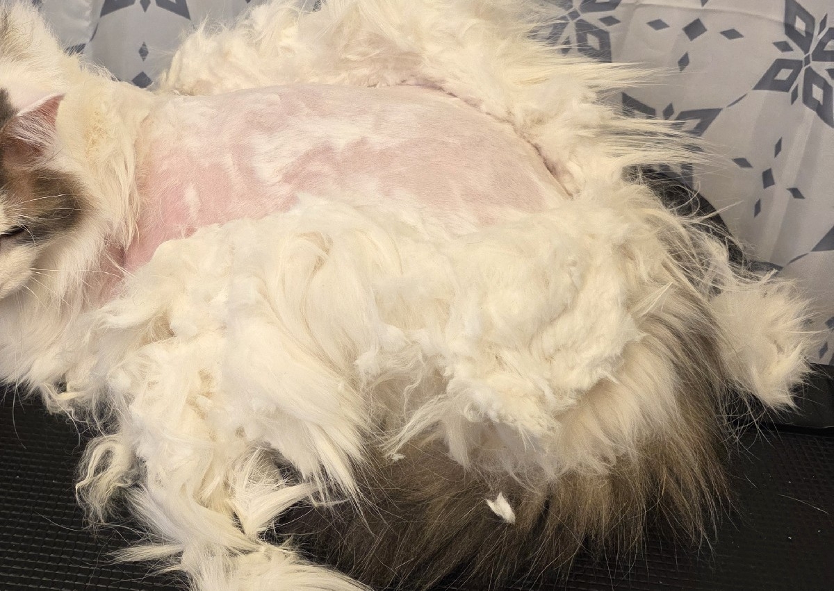 Dematting (Full Shave Down if the matting is too severe) 