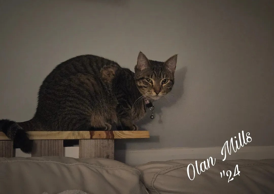 ADD ON: Pet cleaning fee