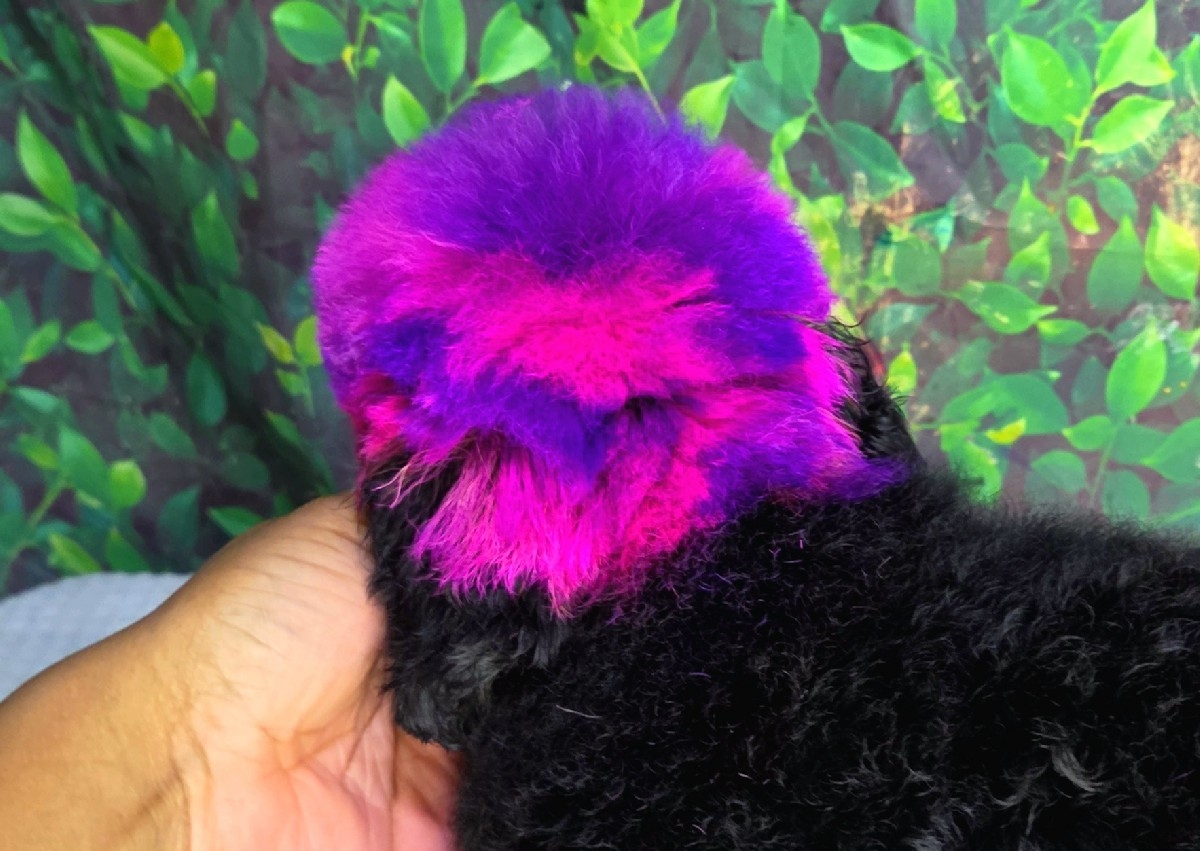Lightning ( for dark brown or black dogs only)