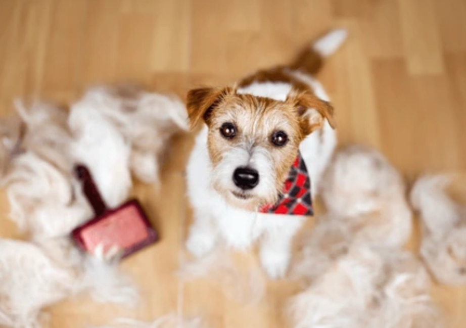 Shed treatment small under 20 lbs/ Tratamiento de cobertizo pequeño por debajo de 20 libras