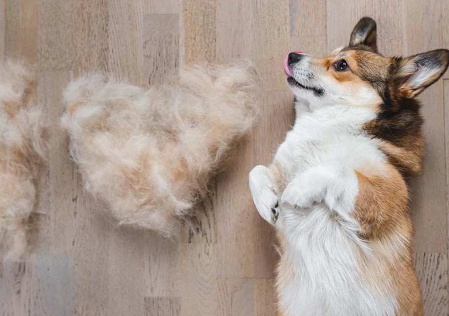 Shed treatment medium under 40lbs/ Tratamiento de cobertizo pequeño por debajo de 40 libras