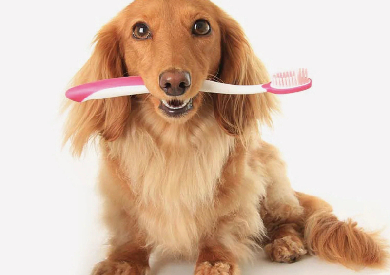 Teeth brushing and breath spray / Cepillado de dientes y spray para respirar